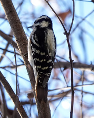 Dryobates pubescens