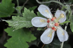 Caiophora cernua