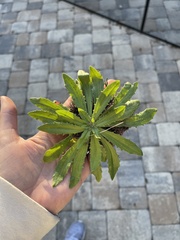 Plantago virginica