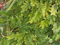 Thaumatophyllum xanadu