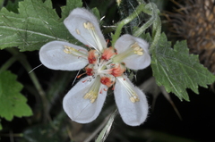 Caiophora cernua