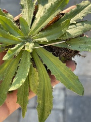 Plantago virginica