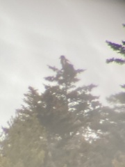 Haliaeetus pelagicus