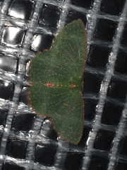 Eucyclodes metaspila