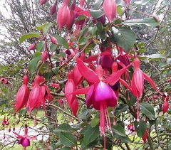 Fuchsia