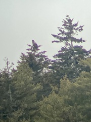 Haliaeetus pelagicus