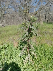 Sonchus asper