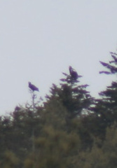 Haliaeetus pelagicus