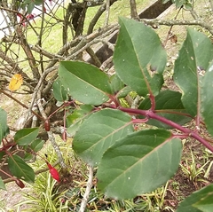 Fuchsia