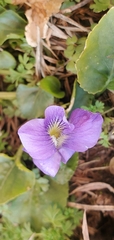 Viola sororia