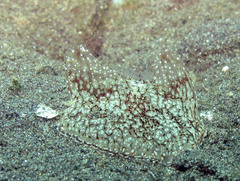 Coeloplana meteoris