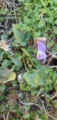 Viola sororia