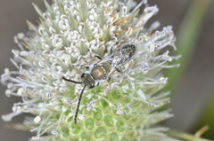 Caenohalictus