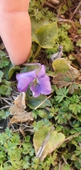 Viola sororia