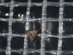 Diplopseustis perieresalis