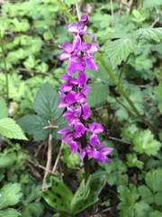 Orchis mascula