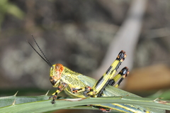 Zoniopoda tarsata