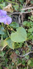 Viola sororia