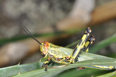 Zoniopoda tarsata
