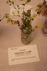 Acmispon junceus junceus