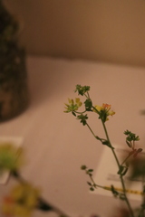 Acmispon junceus junceus