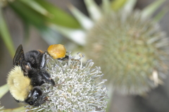Bombus bellicosus