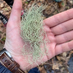 Usnea hirta
