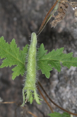 Caiophora cernua