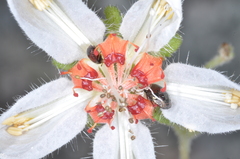 Caiophora cernua