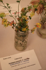 Acmispon junceus junceus