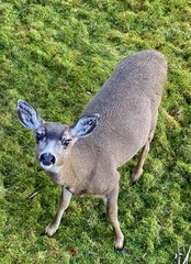 Odocoileus hemionus sitkensis