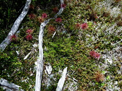 Acaena microphylla microphylla
