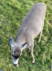 Odocoileus hemionus sitkensis