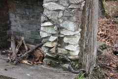 Pantherophis spiloides