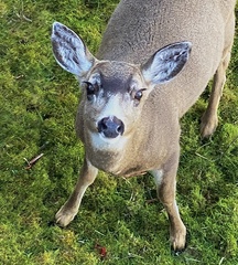 Odocoileus hemionus sitkensis