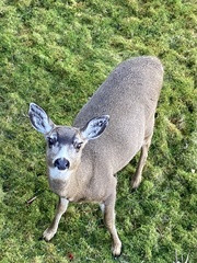 Odocoileus hemionus sitkensis