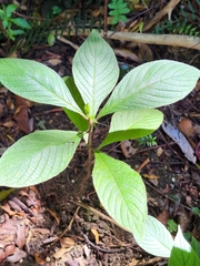 Heliotropium verdcourtii