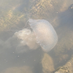 Chrysaora lactea