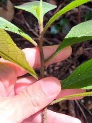 Heliotropium verdcourtii