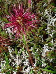Acaena microphylla microphylla