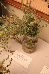 Acmispon heermannii orbicularis