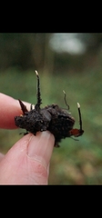 Xylaria carpophila