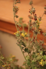 Acmispon heermannii orbicularis