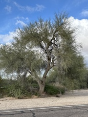 Parkinsonia florida