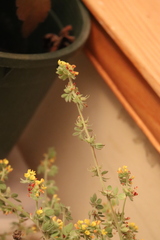 Acmispon heermannii orbicularis