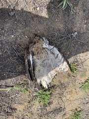 Bubo virginianus pacificus