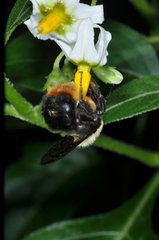 Bombus bellicosus