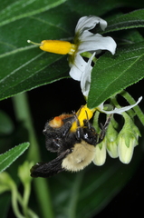 Bombus bellicosus