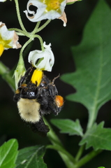Bombus bellicosus