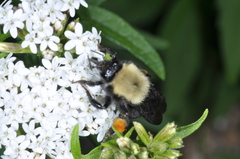 Bombus bellicosus
